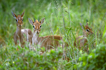 Ol Donyo Lodge: Dik Diks