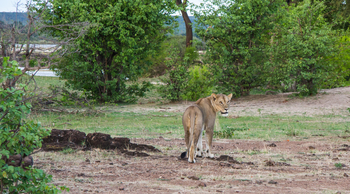 Old Drift Lodge: Löwin