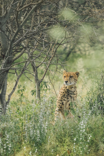 Old Traders Lodge: Gepard