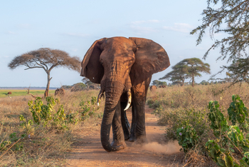 Oliver's Camp: Elefantenbulle