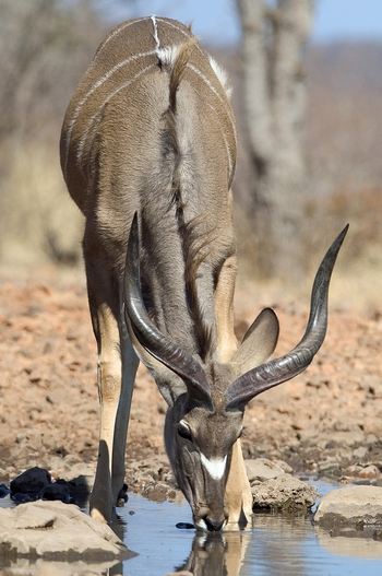 Ongava Reserve: Junger Kudubock