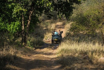 Sawai Vilas: Pirschfahrt