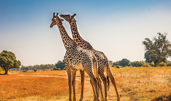Shawa Luangwa Camp: Giraffen