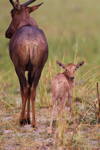 Shinde Footsteps Shinde Footsteps: Tsessebe-Kalb