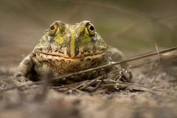 Singita Elela Luxury Lodge: Ochsenfrosch