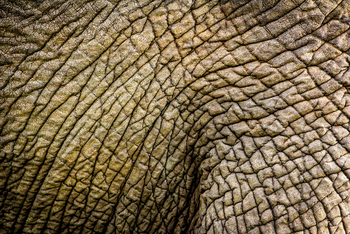 Sirikoi Lodge Sirikoi Lodge: Elefantenhaut