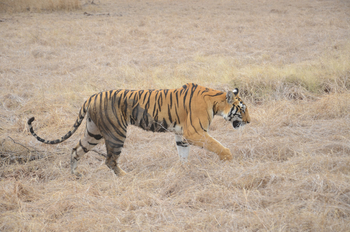 Tathastu Resort Satpura: Tiger