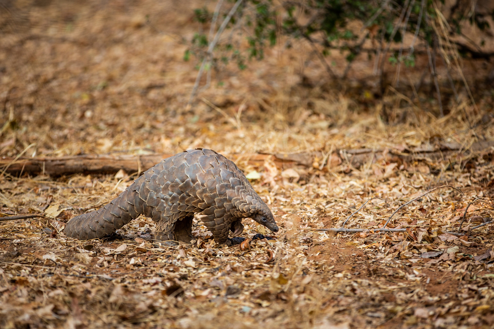 Tembo Plains Camp Tembo Plains Camp: Pholidota seitlich