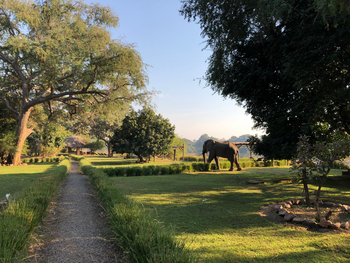 Track and Trail River Camp Track and Trail River Camp: Elefant im Garten