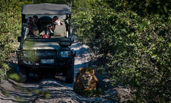 Tuludi Camp: Löwe auf der Piste