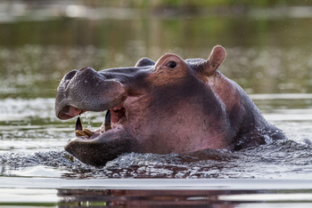 Vumbura Plains Camp: Hippo