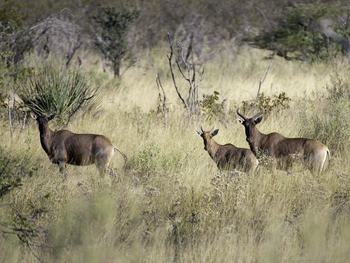 Abu Camp Abu Camp: Leierantilopen