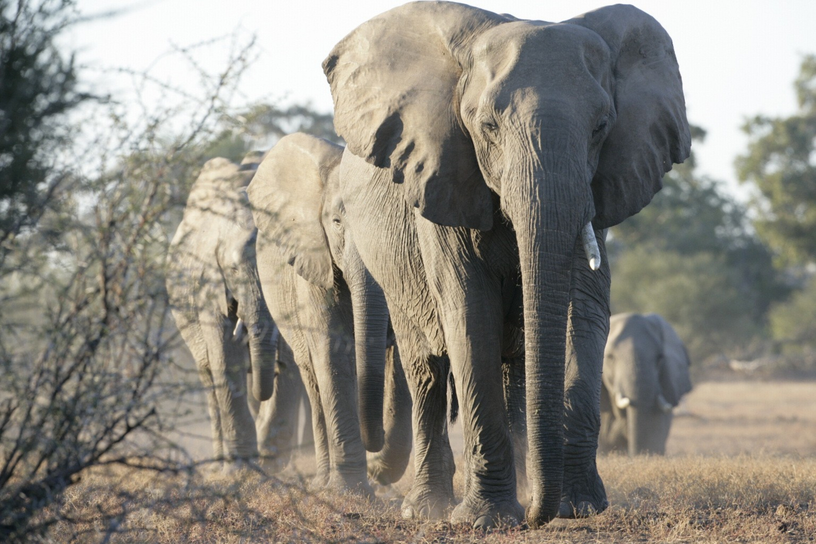 Cha Cha Metsi Camp Cha Cha Metsi Camp: Elefantenherde