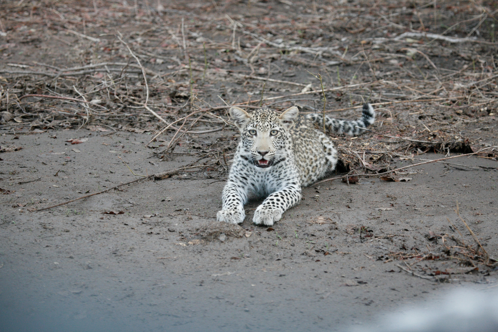 Chitake Mobile Camp Chitake Mobile Camp: Junger Leopard