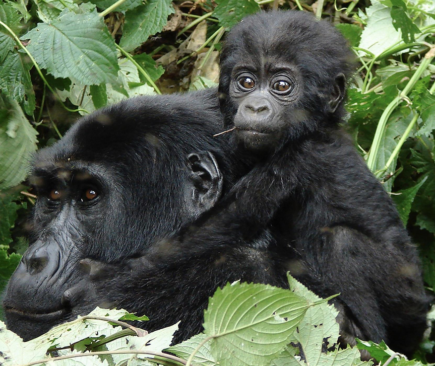 Clouds Mountain Gorilla Lodge