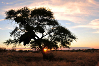 Desert Homestead Lodge Desert Homestead Lodge: Sundowner Drive