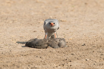 Dinaka Lodge: Pale Chanting Goshawk