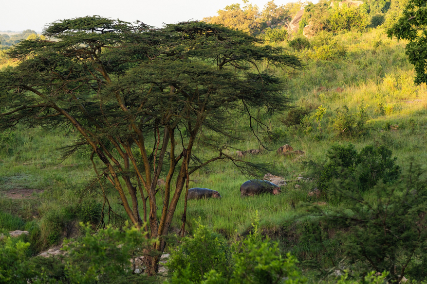 Elewana Serengeti Migration Camp