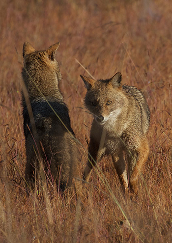 Flame of the Forest Safari Lodge: Spielende Wildhunde