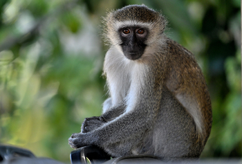 Gorongosa Safaris: Affe