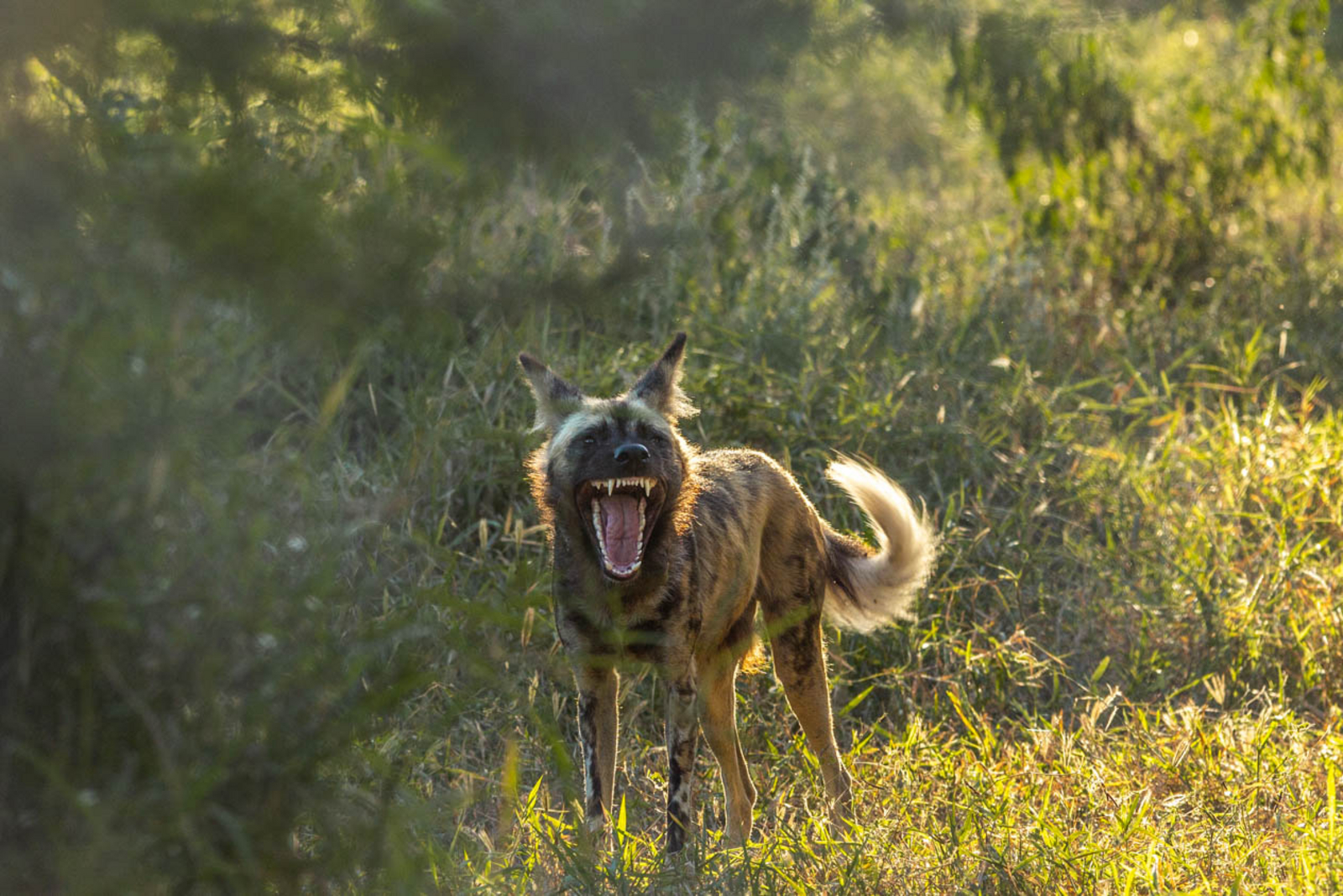 Gorongosa Safaris Gorongosa Safaris