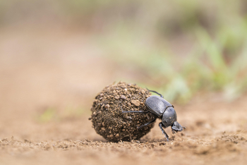 Governors' Mugie: Mistkäfer