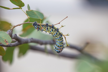 Grootberg Lodge Grootberg Lodge: Mopane-Wurm