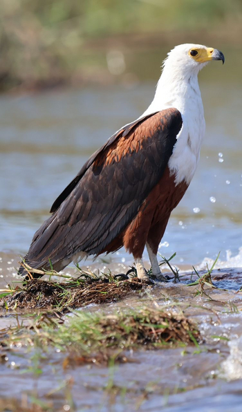 Guma Lagoon Camp: African Fish Eagle
