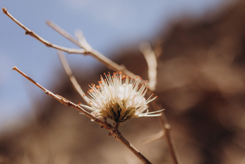 Huab Lodge: Combretum-Blüte