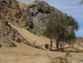 Huab Lodge: Elefant im Huab-Tal