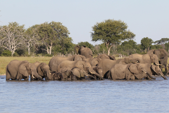 Imvelo Safaris Imvelo Safaris: Elefantenherde im Wasser