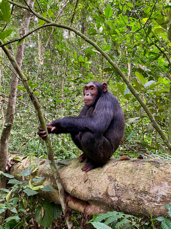 Ishasha Wilderness Camp: Schimpanse