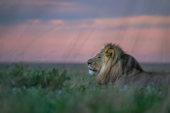 King Lewanika Lodge: Löwe im Gras von der Seite