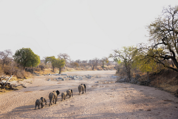 Kokoko Camp: Elefanten