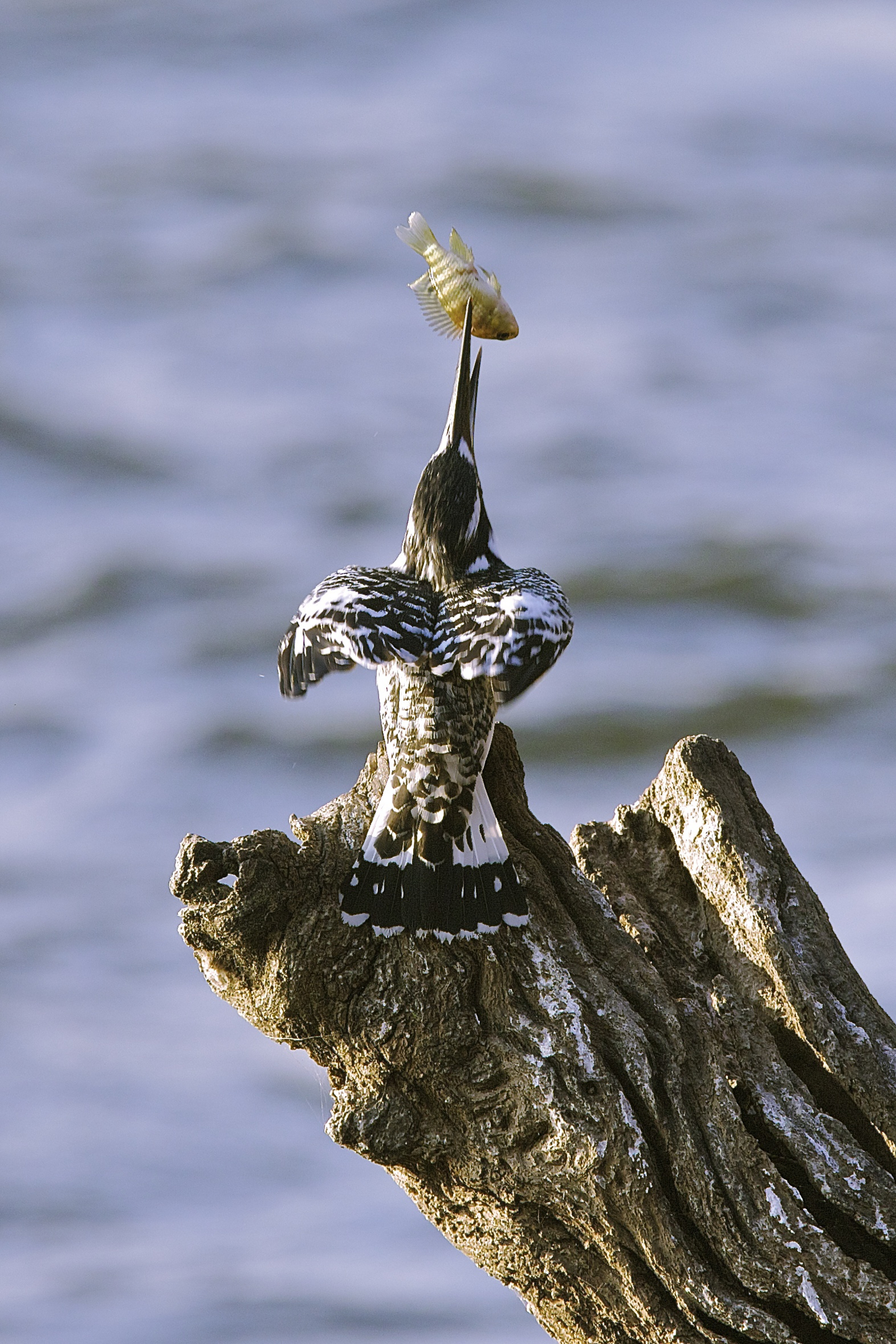 Konkamoya Lodge Konkamoya Lodge: Pied Kingfisher - Ceryle rudis