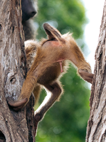 Koroi Forest Camp: Kletternder Pavian