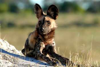 Kwara Camp Kwara Camp: Rastender Wildhund