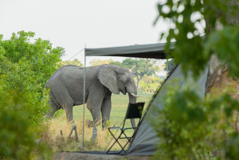 Beagle Expeditions: Elefant vor einem Gästezelt