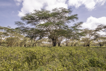 Loldia House: Am Kratersee