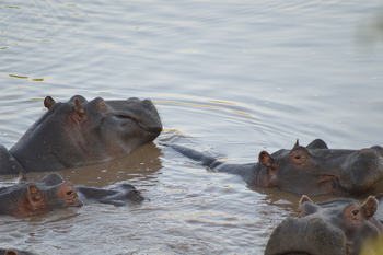 Losokwan Luxury Tented Camp: Nilpferde Nahaufnahme