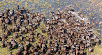 Macatoo Camp: Büffelherde