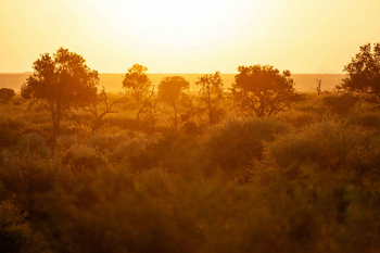 Madikwe Hills Private Game Lodge: Goldene Buschsavanne bei Sonnenuntergang