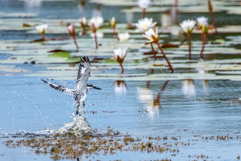 MmaTsebe Tented Camp: Graufischer