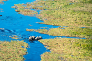 Monachira Camp: Elefanten im Fluss