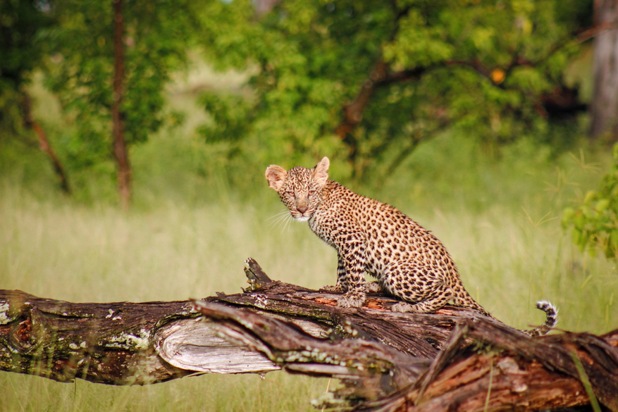 Moremi Game Reserve