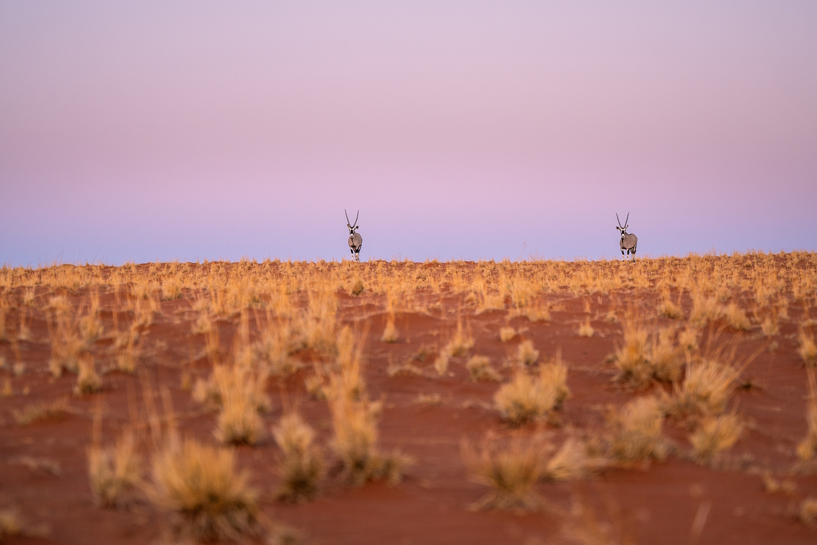 Wolwedans Desert Lodge Wolwedans Desert Lodge: Oryxantilopen