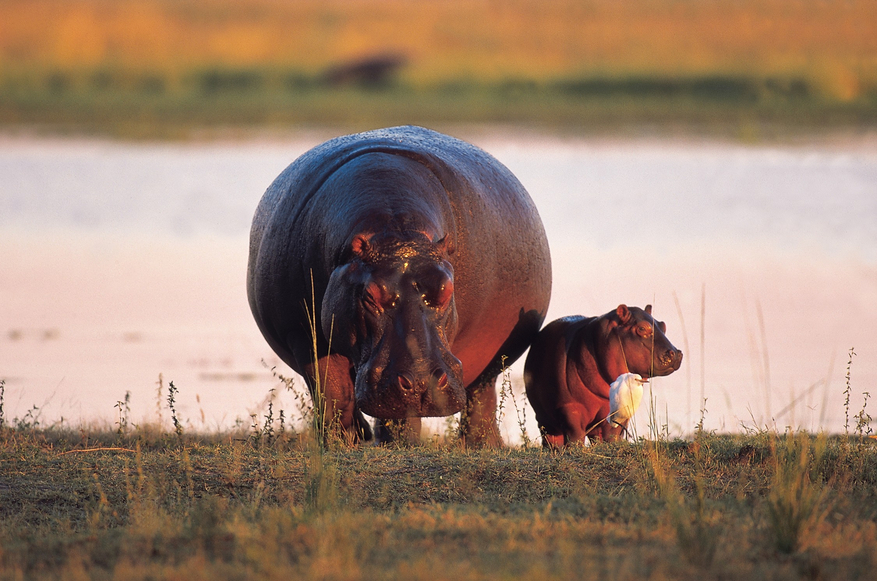 North Island Okavango Camp