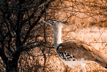 Nxai Pan Camp: Riesentrappe