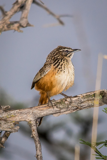 Okonjima Plains Camp: Rockrunner