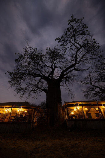 Olkeri Camp: Baobab zwischen den Hauptzelten
